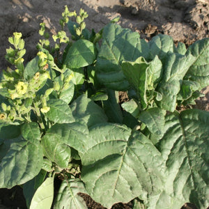 florida tobacco Florida Tobacco | Curator's Corner florida tobacco Florida Tobacco | Curator's Corner
