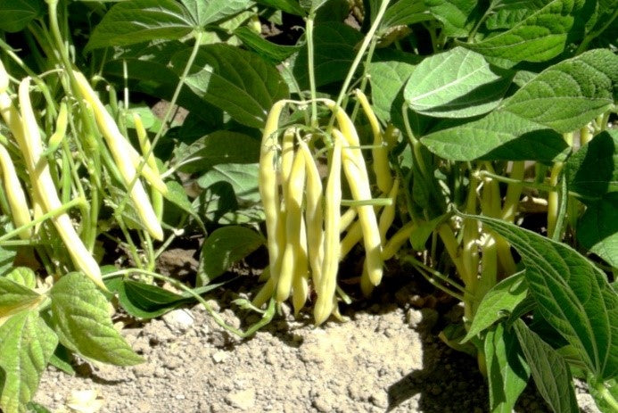 planting yellow bean seeds Bean