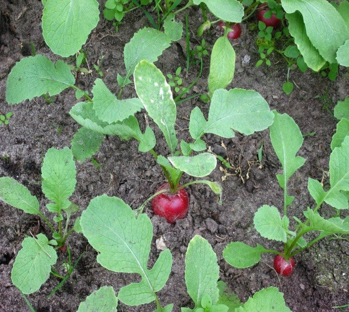 planting cherry belle radish seeds Radish