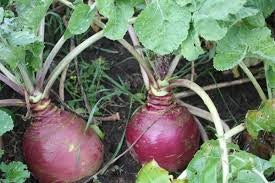 Laurentian Rutabagas Seeds – Wildrose Heritage Seed Company