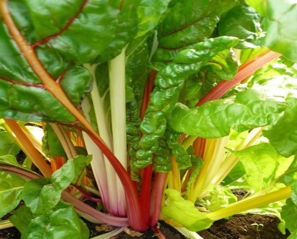 How To Cook Bright Lights Swiss Chard | Shelly Lighting
